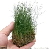 （水草）ヘアーグラスショート（水上葉）土付き（６０ｃｍ水槽用） （1シート分） 北海道・九州・沖縄・離島配送不可【納品日指定必須】（直送品）