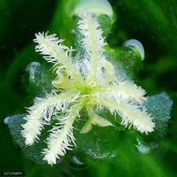 （水草）ラガロシフォン　マダガスカリエンシス（無農薬）（１０本） 【北海道・九州・沖縄・離島配送不可】【納品日指定必須】（直送品）