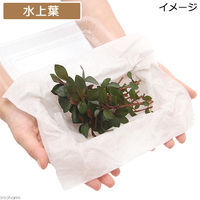 （水草）ルドウィジア　レペンス　ルビン（水上葉）（無農薬）（１０本） 【北海道・九州・沖縄・離島配送不可】【納品日指定必須】（直送品）