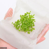 【水草】ニューラージパールグラス（水上葉）（無農薬）（１パック分） 【北海道・九州・沖縄・離島配送不可】【納品日指定必須】（直送品）
