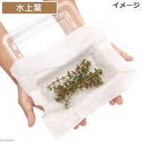 （水草）ロタラｓｐ．イエロー（水上葉）（無農薬）（１０本） 【北海道・九州・沖縄・離島配送不可】【納品日指定必須】（直送品）