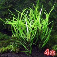 （水草）テンプルプラント　ナローリーフ（無農薬）（４本） 【北海道・九州・沖縄・離島配送不可】【納品日指定必須】（直送品）