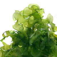 【水草】 モスファン（無農薬）（３カップ） 【北海道・九州・沖縄・離島配送不可】【納品日指定必須】（直送品）