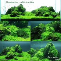 （水草）キューバパールグラス（水上葉）　キューブタイプＳサイズ（約２ｃｍ）（３個） 【北海道・九州・沖縄・離島配送不可】【納品日指定必須】（直送品）