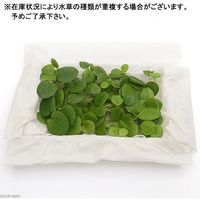 【水草】 おまかせ浮き草　大パック（無農薬）（３種１０株ずつ）（１パック） 【北海道・九州・沖縄・離島配送不可】【納品日指定必須】（直送品）