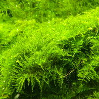 【水草】ウィローモスｓｐ．ナロー（水中葉）（無農薬）（１カップ） 【北海道・九州・沖縄・離島配送不可】【納品日指定必須】（直送品）