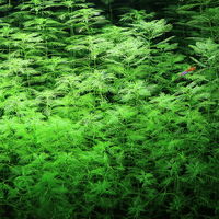 【水草】 ミリオフィラム　マトグロッセンセ（水中葉）（無農薬）（１０本） 【北海道・九州・沖縄・離島配送不可】【納品日指定必須】（直送品）