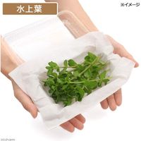 （水草）ウォーターバコパ（水上葉）（無農薬）（１０本） 【北海道・九州・沖縄・離島配送不可】【納品日指定必須】（直送品）