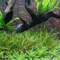 （水草）ブリクサ　ショートリーフ（無農薬）（2株分） 【北海道・九州・沖縄・離島配送不可】【納品日指定必須】（直送品）