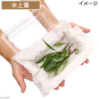 （水草）ニューラージリーフハイグロ（水上葉）（無農薬）（５本） 【北海道・九州・沖縄・離島配送不可】【納品日指定必須】（直送品）