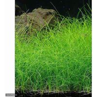 （水草）ヘアーグラス（水上葉）（無農薬）（2束分） 【北海道・九州・沖縄・離島配送不可】【納品日指定必須】（直送品）