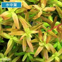 （水草）ロタラ　インディカ（水上葉）（無農薬）（10本） 【北海道・九州・沖縄・離島配送不可】【納品日指定必須】（直送品）
