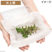 （水草）ロタラ　ロトンディフォリア（水上葉）（無農薬）（１０本） 【北海道・九州・沖縄・離島配送不可】【納品日指定必須】（直送品）