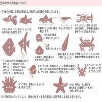 （水草）ラージパールグラス（水上葉）（無農薬）（1パック分） 【北海道・九州・沖縄・離島配送不可】【納品日指定必須】（直送品）