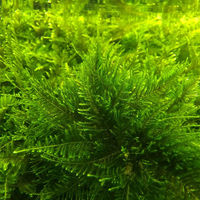 【水草】 ジャイアント南米ウィローモス（水中葉）（無農薬）（１カップ） 【北海道・九州・沖縄・離島配送不可】【納品日指定必須】（直送品）