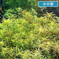 （水草）ロタラｓｐ．アンナミカ（水上葉）（無農薬）（１０本） 【北海道・九州・沖縄・離島配送不可】【納品日指定必須】（直送品）