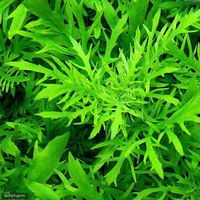 （水草）ウォーターウィステリア（無農薬）（４本） 【北海道・九州・沖縄・離島配送不可】【納品日指定必須】（直送品）