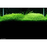 （水草）ラージパールグラス（無農薬）（５本） 【北海道・九州・沖縄・離島配送不可】【納品日指定必須】（直送品）