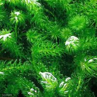 （水草）グレートモス（無農薬）（１０本） 【北海道・九州・沖縄・離島配送不可】【納品日指定必須】（直送品）