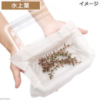 （水草）ロタラｓｐ．香港（水上葉）（無農薬）（１０本） 【北海道・九州・沖縄・離島配送不可】【納品日指定必須】（直送品）