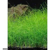 （水草）ヘアーグラス（水上葉）（無農薬）（１０束分） 【北海道・九州・沖縄・離島配送不可】【納品日指定必須】（直送品）