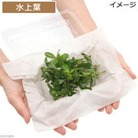 （水草）ハイグロフィラ　ポリスペルマ（水上葉）（無農薬）（１０本） 【北海道・九州・沖縄・離島配送不可】【納品日指定必須】（直送品）