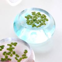 （浮草）ウキクサ（無農薬）（３０株） 【北海道・九州・沖縄・離島配送不可】【納品日指定必須】（直送品）