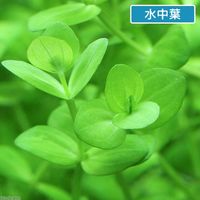 （水草）ドルマリアコルダータ（水上葉）（無農薬）（１０本） 【北海道・九州・沖縄・離島配送不可】【納品日指定必須】（直送品）