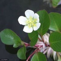 （浮草）ルドウィジア　フローティングプラント（無農薬）（３本） 【北海道・九州・沖縄・離島配送不可】【納品日指定必須】（直送品）