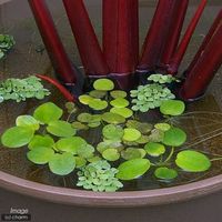 （浮草）ドワーフフロッグビット（無農薬）（５株） 【北海道・九州・沖縄・離島配送不可】【納品日指定必須】（直送品）