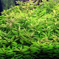 【水草】 ハイグロフィラ　ポリスペルマ（水中葉）（無農薬）（１０本） 【北海道・九州・沖縄・離島配送不可】【納品日指定必須】（直送品）