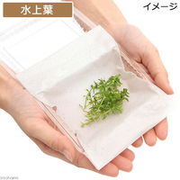 （水草）ベトナムゴマノハグサ（水上葉）（無農薬）（１０本） 【北海道・九州・沖縄・離島配送不可】【納品日指定必須】（直送品）