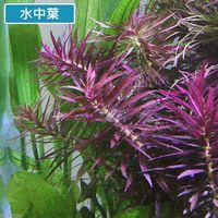 （水草）ニューオランダプラント（水上葉）（無農薬）（１０本） 【北海道・九州・沖縄・離島配送不可】【納品日指定必須】（直送品）