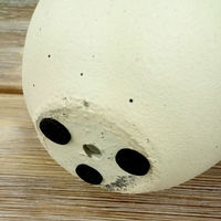 アビテ 植木鉢 モノクローム ポールポット M ホワイト 474924 1個（直送品）