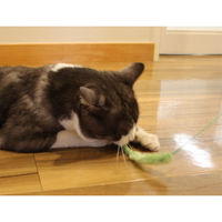 ドギーマン じゃれ猫 猫のお遊び草 2本セット 1個