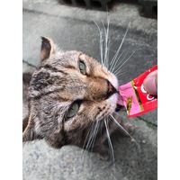 いなば CIAO チャオ ちゅーる 猫 まぐろ＆贅沢サーモン 国産（14g×4本）6袋 ちゅ～る キャットフード 猫用 おやつ