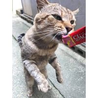 いなば CIAO チャオ ちゅーる 猫 まぐろ＆贅沢サーモン 国産（14g×4本）30袋 ちゅ～る キャットフード 猫用 おやつ