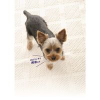 犬の歯磨きガム ヘルススリーフェアリー カルシウム ミルク味 デンタルケア 口臭 60g フォーキャンス