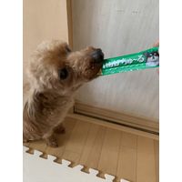 （バラエティパック）いなば ちゅーる 犬 とりささみバラエティ 国産（14g×40本）1袋 ちゅ～る ドッグフード 犬 ウェット おやつ