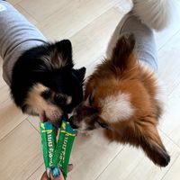 いなば ちゅーる 犬 とりささみ 総合栄養食 国産（14g×4本）6袋 ちゅ～る ドッグフード 犬用 ウェット おやつ