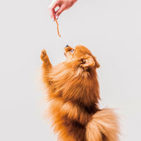 無添加良品 国産鶏のささみ極細づくり  40g 6袋 ドギーマン おやつ ドッグフード 犬