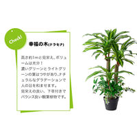 ファミリー・ライフ 人工観葉植物 鉢ポット付　ベンジャミン&幸福の木　インテリアグリーン a25848 1セット（2本入）（直送品）