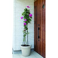 第一ビニール トピアリースティック 150cm 4968438015965 1個