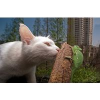 サイトロンジャパン LAOWA ラオワ 15mmF4 Wide Angle Macro ニコンF LAO0006 1個（直送品）