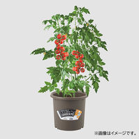 【園芸用品】 ベストコ ベストコ 鉢 ポット 8号 モスブラウン 園芸 菜園 栽培 花 MA-3117 1個