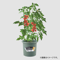 【園芸用品】 ベストコ ベストコ 鉢 ポット 8号 モスグリーン 園芸 菜園 栽培 花 MA-3118 1個
