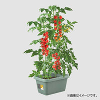 【園芸用品】 ベストコ ベストコ プランター 520型 モスグリーン 園芸 菜園 栽培 花 MA-3112 1個