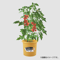 【園芸用品】 ベストコ ベストコ 鉢 ポット 8号 モスイエロー 園芸 菜園 栽培 花 MA-3116 1個