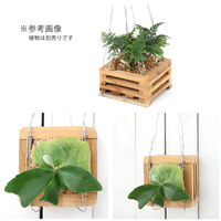 八木光 チーク材バスケット　四角型　小　吊紐付き 270715 1個（直送品）