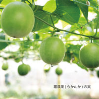 サラヤ フォワード ラカントホワイト 1kg×3個 4973512274688（直送品）